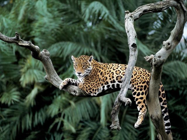Jaguar in a tree in Pantanal