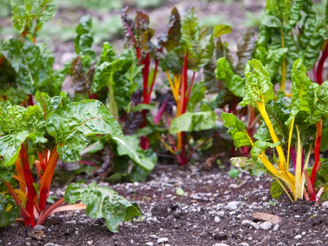Chard growing in Rydal Hall Community Vegetable Garden on the grounds of Rydal Hall near Ambleside, Lake District, UK.