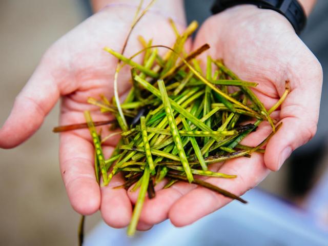 Close up of a pair of hands holding recently collected seagrass seeds. Porthdinllaen, Wales, UK.