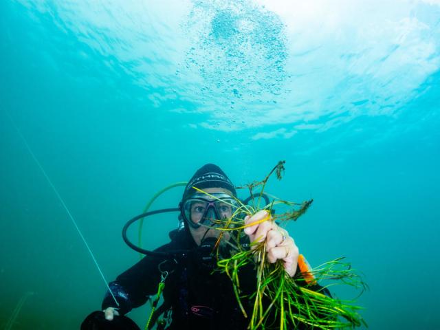 Volunteer divers from Project Seagrass gathering seeds from the seabed. Porthdinllaen, Wales. UK.