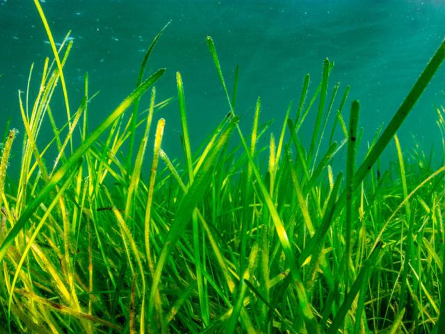 Seagrass is a vital marine habitat for a variety of species