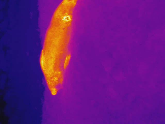 Heat signature of a seal 