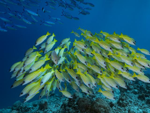 Seabed, coral reefs, Indian Ocean