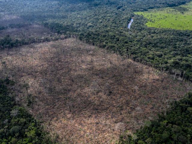 Illegal deforestation found in the indigenous Uru-Eu-Wau-Wau territory.