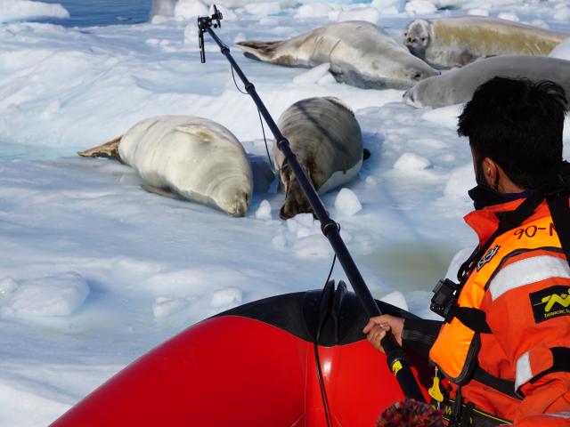Seals being filmed
