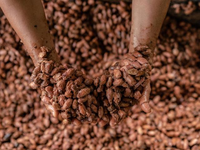 Fermenting cacao seeds 