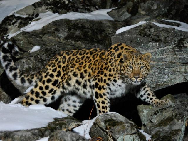 Wild female Amur leopard on a rocky hillside