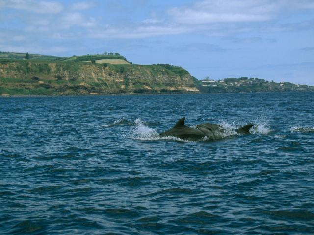 Bottle-nosed dolphin (Tursiops truncatus); Azores, Portugal
