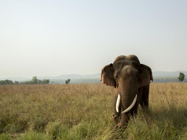 Asian elephant in grassland, Jim Corbett National Park, Uttarakhand, India.