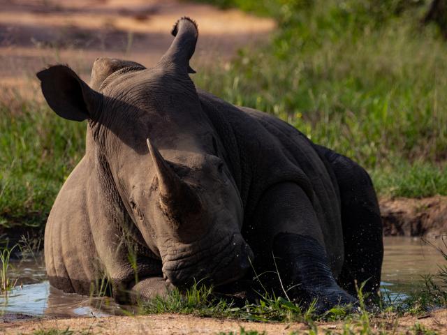  In the harsh African sun, this white rhino decided to squeeze it's large body into a small water hole and bath.