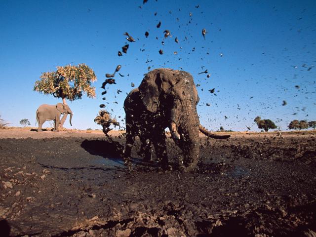 African elephant bull spraying mud at camera