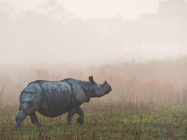  An Asian rhino walks through grass on a misty morning