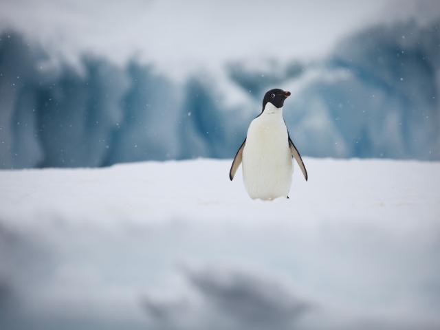Portrait of Adelie penguin, Antarctic Peninsula, January 2018