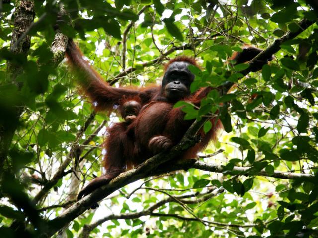 Bornean orangutan (Pongo pygmeus pygmeus) and her baby in Betung Kerihun and Danau Sentarum national parks' corridor in West Kalimantan, Indonesia.