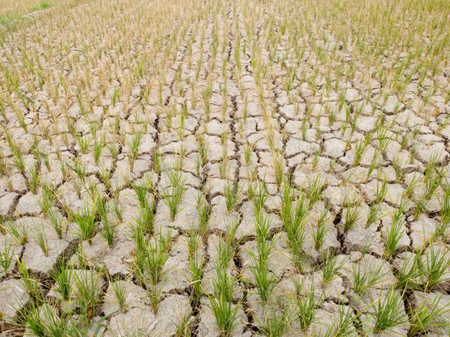Rice field with fresh young rice plant which should be filled with water but now cracked from dought. Mindoro, Philippines 