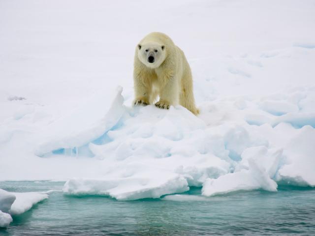 Polar bear (Ursus maritimus)