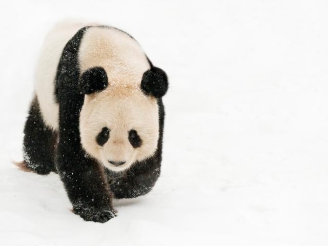 Female giant panda in the snow