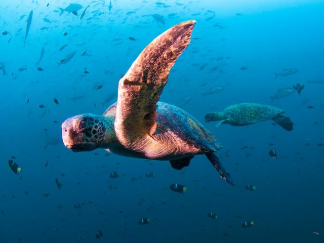 Sea turtle, Diving in Daphne Menor, Santa Cruz Island, Galapagos, Ecuador