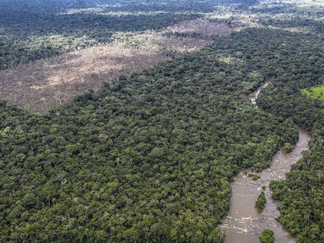 Illegal deforestation