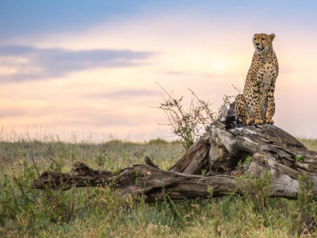 Cheetah (Acinonyx jubatus) in the Namiri Plains of the Serengeti, Tanzania
