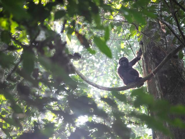 Western lowland gorilla, Dzanga-Sangha Special Reserve, Central African 