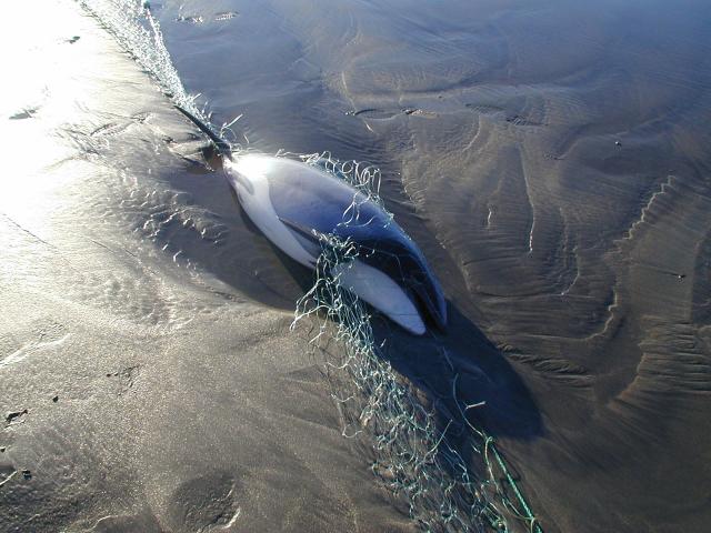 hector's dolphin caught in a fishing net