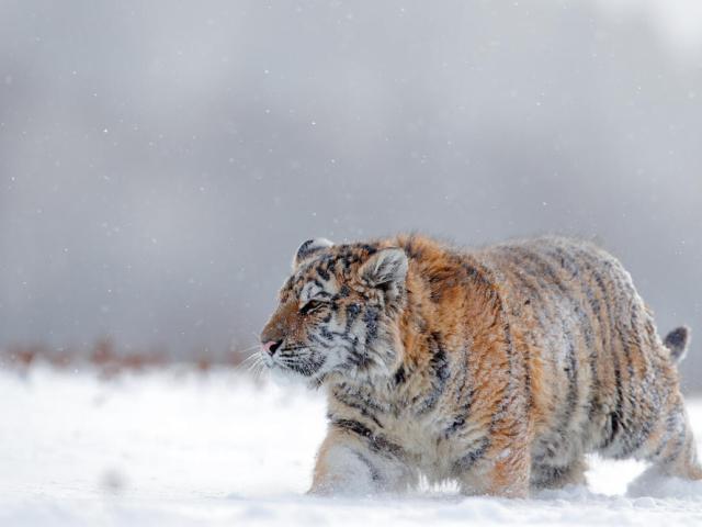 Amur tiger (Panthera tigris altaica) with thick coat in the snow, Russia