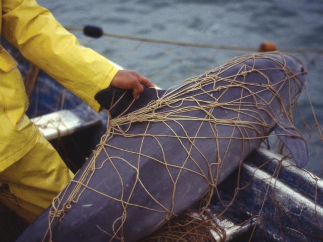 Vaquita (Phocoena sinus) killed in gill net 