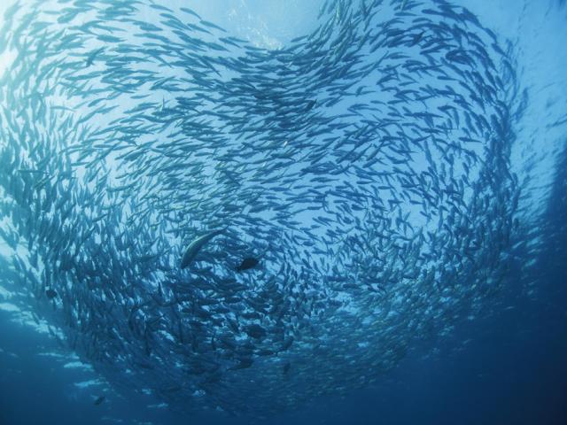 Black Jack (Caranx lugubris), large school or bait ball over the Liberty Wreck in Tulamben, Bali.