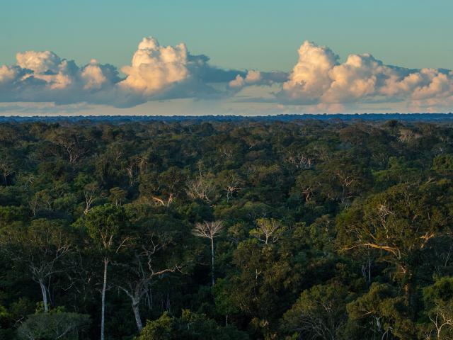 The rainforest canopy at sunset. Tambopata National Reserve in the Peruvian Amazon Basin. Peru.
