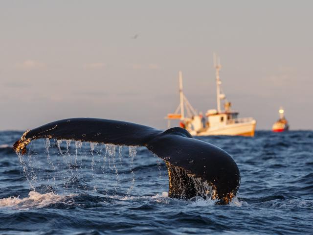 Humpback whale (Megaptera novaeangliae) fluke with fishing boats in background