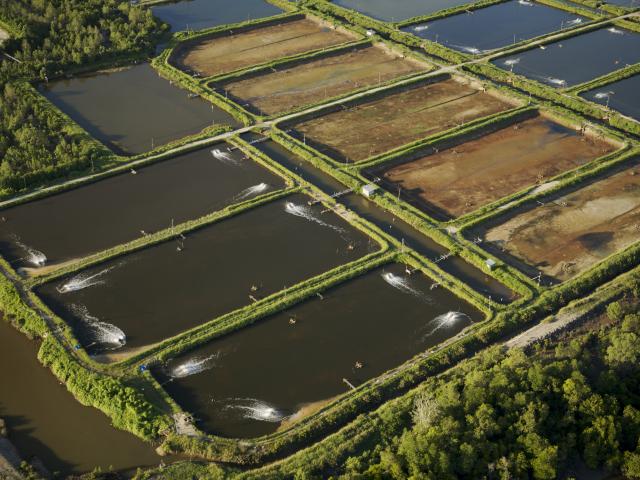 Shrimp ponds carved out of mangrove forest in the Sarawak Mangrove Reserve area, Sarawak, Borneo, Malaysia