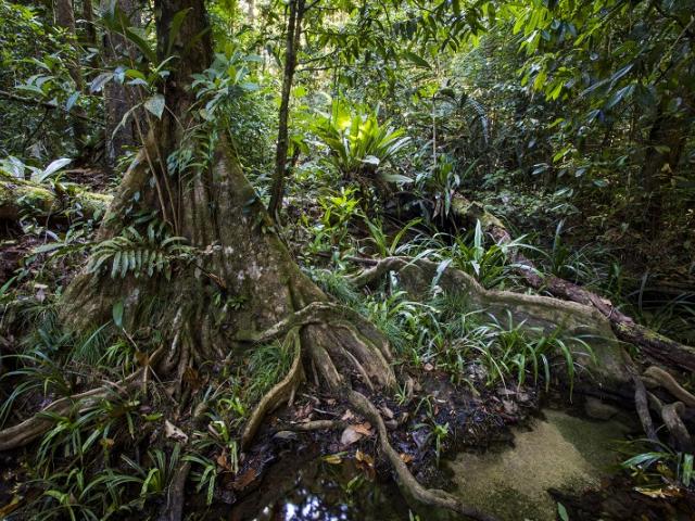 Forest ambiance in the Nouragues Natural Reserve, French Guiana