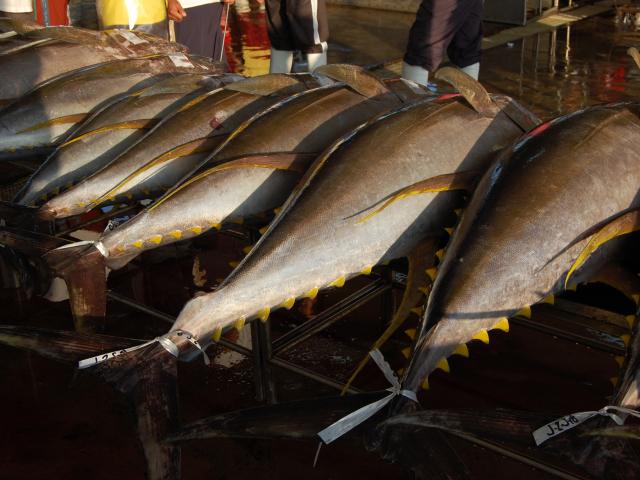  Tons of yellowfin tuna are offloaded in General Santos City's tuna port daily. General Santos City, Philippines.