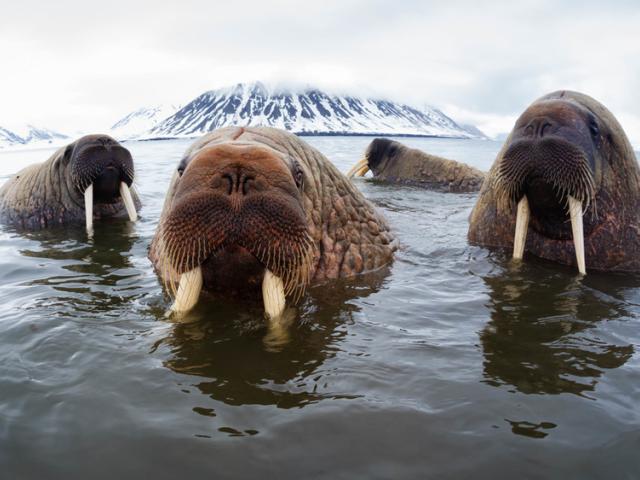 Atlantic walruses (Odobenus rosmarus rosmarus) hanging out in shallow water