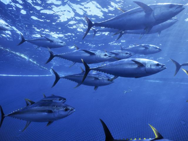 Yellowfin tuna in purse seiner net