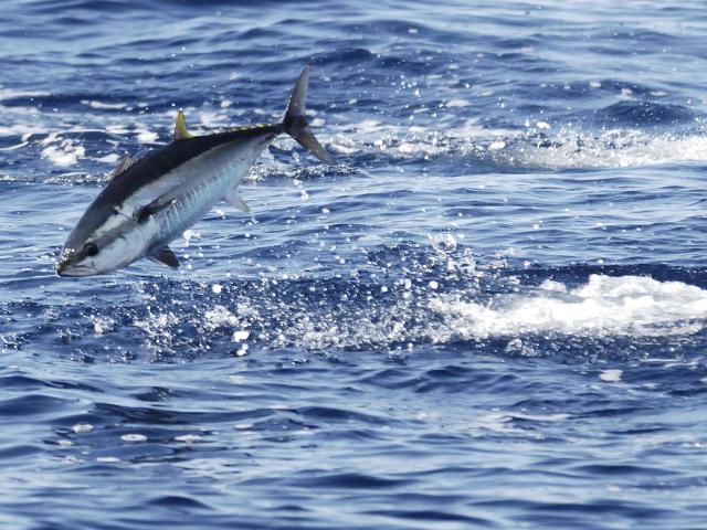 Atlantic bluefin tuna (Thunnus thynnus) feeding in the Mediterranean Sea