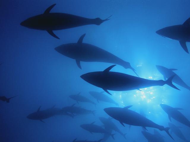 Northern bluefin tuna (Thunnus thynnus) swim inside a 'Mattanza' net (ancient fishing practice and ritual), off the island of San Pietro, Italy.