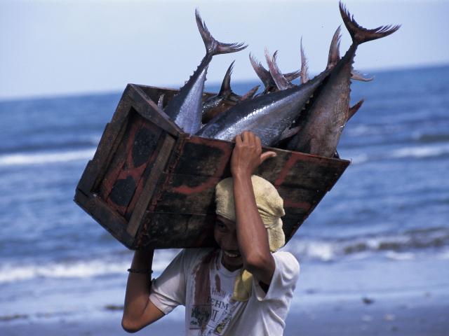 Fisherman with tuna catch. Philippines