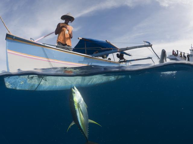 Small outrigger boat with fisherman pulling up a newly caught yellowfin tuna by hook and line.