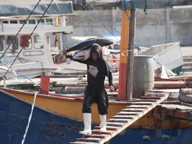 Stevedores unload tuna from a fishing vessel 