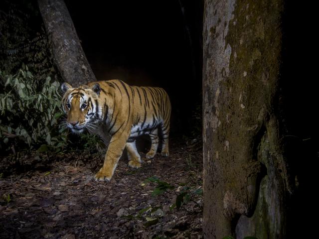  A tiger in Bardia National Park, Nepal. Image made with a camera trap.