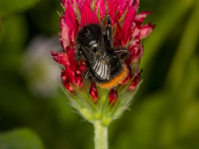 A red-tailed bumblebee (Bombus lapidarius)