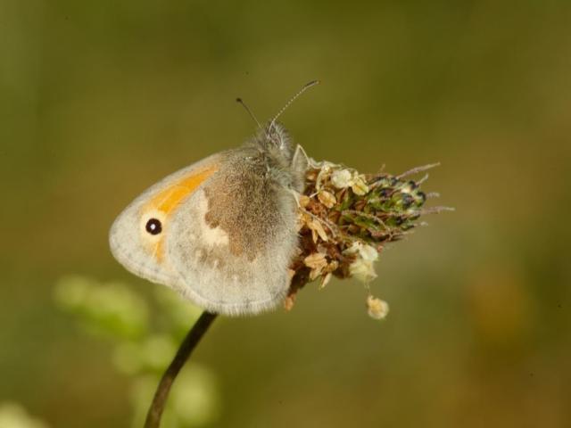 Small heath (Coenonympha pamphilus) resting on a ribwort plantain