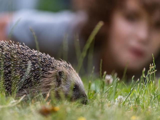 European Hedgehog