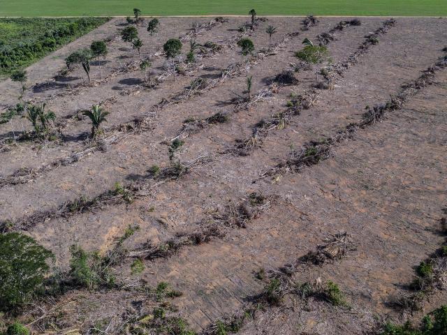 Deforestation next to a soybean plantation