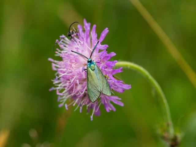 A green forester (Adscita statices)on a field scabious (Knautia arvensis).