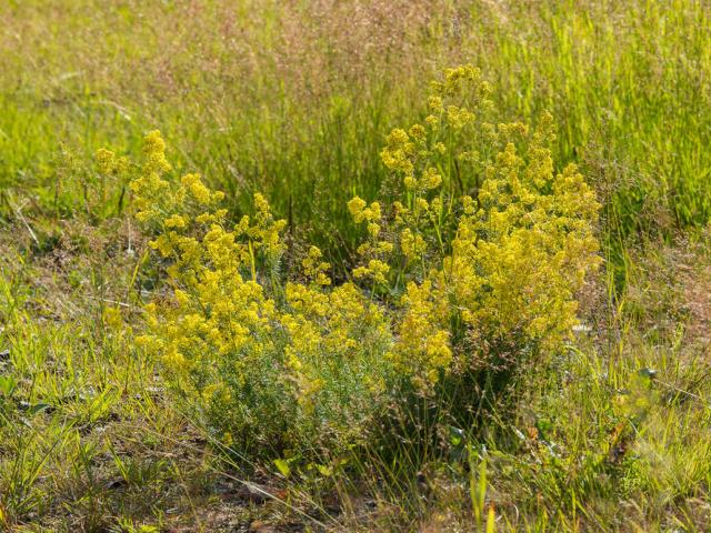 Lady's bedstraw (Galium verum)