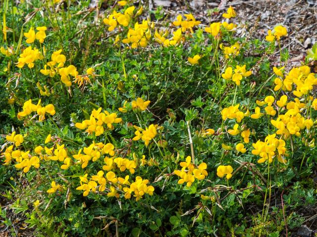 Bird's-foot trefoil (Lotus corniculatus), Fabaceae.