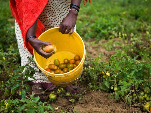 Zaineb Malicha, farmer, Chemi Chemi, Lake Naivasha, Kenya